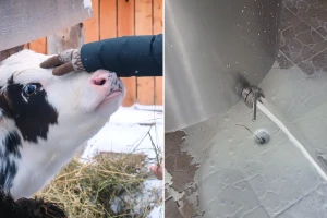 Zbog prekida u snabdijevanju strujom farmeri prinuđeni prosipati mlijeko