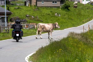 Motociklom naletio na kravu kod Bileće i zadobio teške povrede