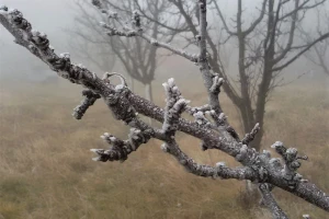 Koji su periodi zimskog mirovanja voćki i zašto kajsija strada od proljetnih mrazeva?