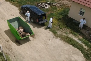 Na farmi u Srbiji eutanaziraju 11.000 grla zbog afričke svinjske kuge