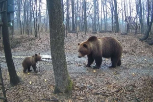 Na Majevici kod Lopara uočen prirast medvjeda