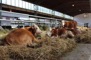 Izložba stoke, noviteti i duže radno vrijeme - šta donosi 93. Poljoprivredni sajam u Novom Sadu?