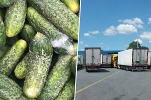 Šokantne fotografije bh. kornišona - njemački kupac ih odbio, ogromna šteta