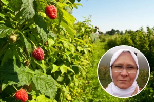 Almira Mehić planira podići mladi zasad sa certificiranim sadnicama maline