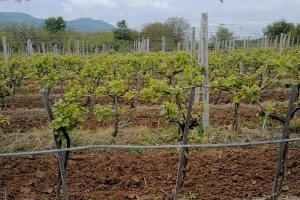 Nestabilan maj neće ugroziti vinovu lozu?
