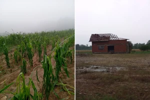 Velike posljedice nevremena: Led stukao kukuruz, uništeni plastenici, otkrivene kuće