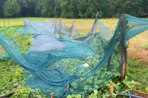 Nevrijeme nanijelo štete poljoprivredinicima: "Grad je mlatio 15 minuta"