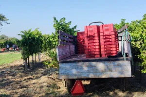 Počela berba žilavke u Hercegovini, koja označava i kraj berbe grožđa