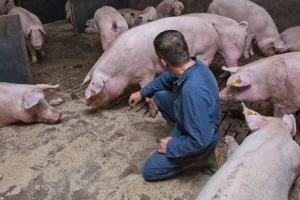 Novi slučajevi afričke svinjske kuge kod Bijeljine: Zatražene pojačane kontrole na granici