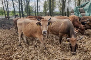 Očuvanje genetskog blaga: Međunarodni simpozij o autohtonim pasminama u Mostaru