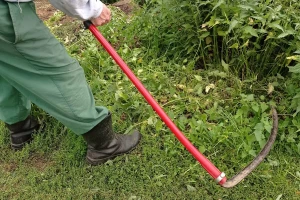 Od dosadnog korova do vrijednog resursa: Zašto poljoprivrednici ne bi trebali uništavati koprivu