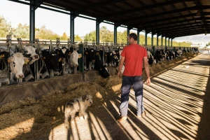 Od farmera u RS u četiri mjeseca otkupljeno 1.664 tone manje mlijeka