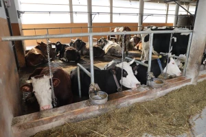 Odobrena podrška za farmere u ZDK: Proizvođačima u sistemu otkupa 650 KM po muznom grlu