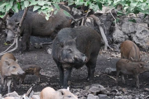 Odstrijelit će 12.000 jedinki: Afrička svinjska kuga potvrđena u Barseloni