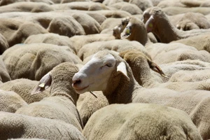 Odvukli mu pažnju lažnim pozivom i ukrali 65 bremenitih ovaca