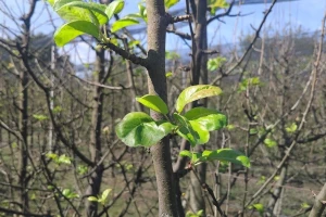 Zašto kruške i jabuke listaju tokom ljeta?