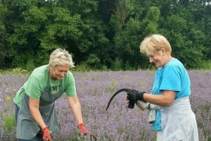 Sestre Milka i Zora u penziji odlučile na porodičnom imanju uzgajati lavandu