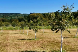 Kako pripremiti zemljište za podizanje zasada oraha?
