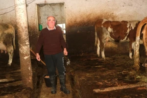 U sedmoj deceniji života brinu o punoj štali goveda