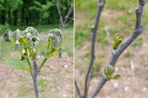 Oštećenje smokve od kasnog proljetnog mraza: Simptomi, posljedice i oporavak