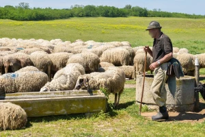 Uhapšen stočar: Pucao na komšiju koji se požalio zbog njegovih životinja