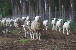 Kako povećati plodnost ovaca