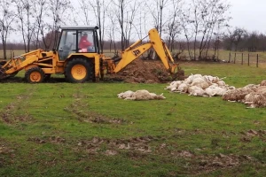 Otrkiven uzrok smrti ovaca na porodičnom imanju u Ćosetima