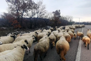 Znaš li porijeklo mesa koje jedeš? To sada možemo otkriti i u BiH