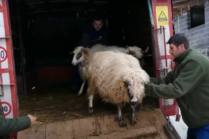 Ovčari vratili Huseinu osmijeh na lice: Dobio 20 ovaca nakon što mu je stado eutanazirano