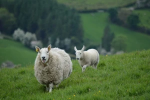 U dvije godine ukrali mu 170 ovaca i janjaca