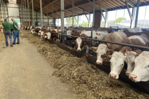 Ove godine steone junice će dijeliti u tri bh. grada: Traži se dobavljač za 48 grla