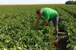 Paprika u ključnoj fazi razvoja: Kako očuvati prinos i kvalitet?