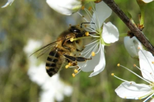 Evropa zbog pčela zabranjuje insekticide?