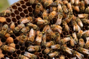 Umjetno odgajanje matice i presađivanje larvi za veći prinos meda