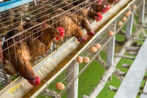 Kontrolirali jaja i mesa peradi na ostatke insekticida, u 742 uzorka utvrđene nedozvoljene količine