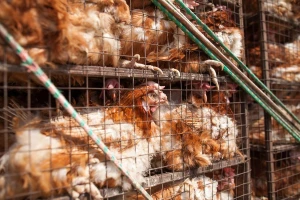 Postavili skrivene kamere na farme peradi - snimke šokirale, farme suspendirane