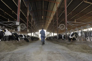 Peti mjesec pada globalnih cijena: Stočari pod najvećim pritiskom