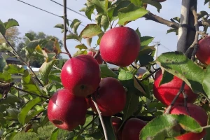 Pink lady: Kraljica jeseni koja se "ispod žita" uzgaja u BiH