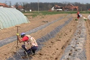 Plastenička proizvodnja kasni, moguća poskupljenja povrća