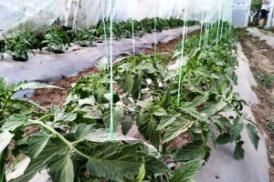 Između dva zalijevanja vezujte presadnice i provjetravajte plastenik