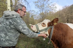 Počele prijave za dodjelu 16 steonih junica u ovom bh. gradu