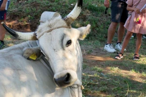 Sarožin sa 1.375 kilograma ponovo najteži boškarin