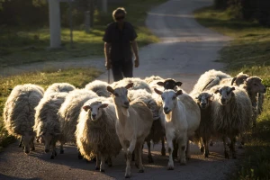 Pojavile se ovčije i kozje boginje u regionu: Farme u potpunoj izolaciji