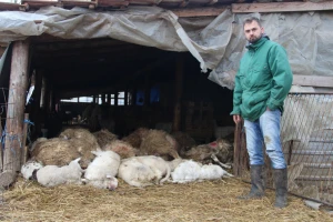 Šakali i psi lutalice nemilosrdno napadaju stoku