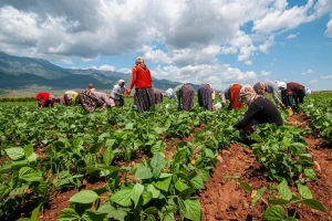 Pokrenuo općinsku poljoprivrednu zadrugu koja je zaposlila 250 ljudi, a onda su došli izbori