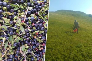 Popravljanje budžeta: U berbi borovnica jedna porodica može zaraditi i do 20 hiljada maraka
