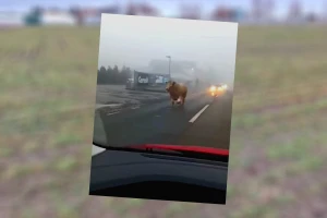 Društvene mreže i medije preplavio video - prestrašeni bik trči cestom