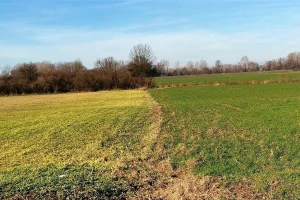 Vrijeme uzima danak: Ozimi usjevi poprimaju žutilo
