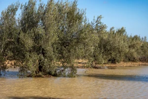Poljoprivreda Andaluzije na koljenima, gubici u maslinarstvu veći od 200 miliona eura