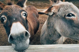 27 projekata u poljoprivredi i ruralnom razvoju